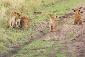 little lion cubs on a track