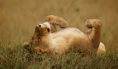 Tickle my tummy! A lioness having a stretch and roll on her back