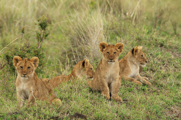Little lion cubs