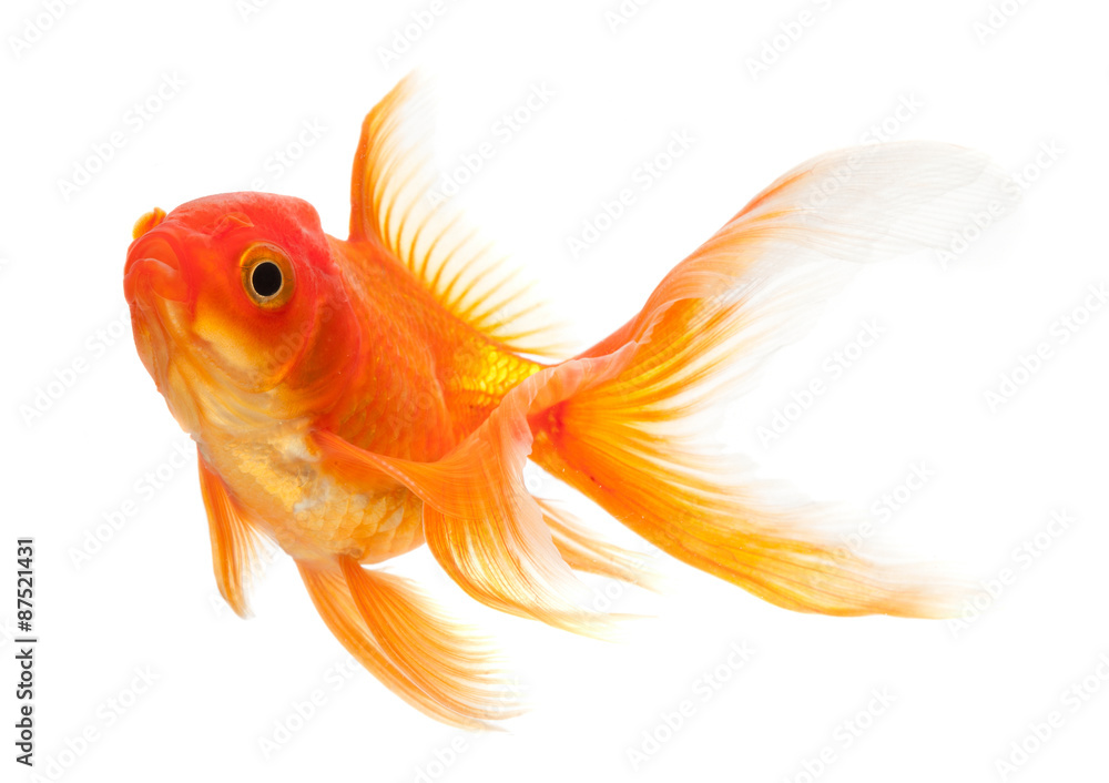 Canvas Prints Goldfish isolated over white background - Canvas Prints