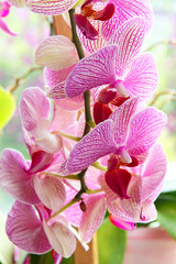 Fototapeta na wymiar Purple orchid flowers.