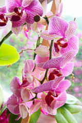 Purple orchid flowers line.