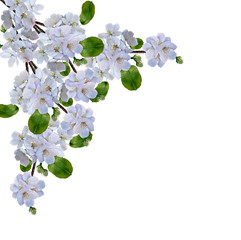 White apple flowers branch isolated on white background