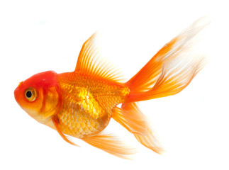 Goldfish isolated over white background