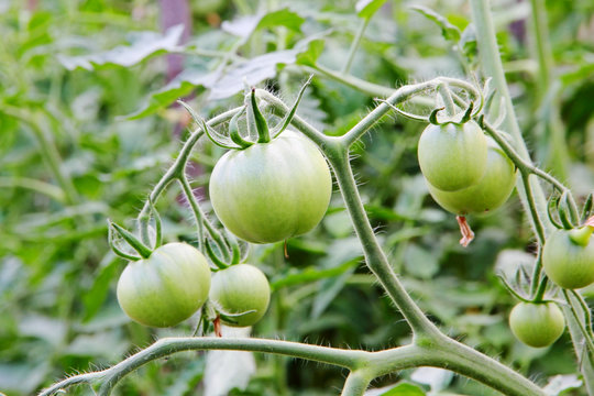 Green unripe tomatoes on branch.