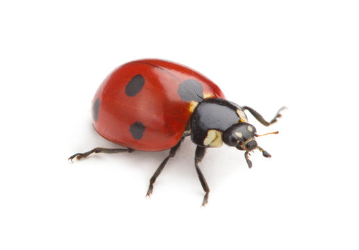 ladybug isolated on white background