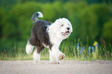 Funny bobtail puppy running in summer © Rita Kochmarjova