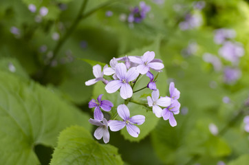 purple flowers forest plants