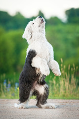 Bobtail puppy playing © Rita Kochmarjova