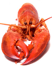 Closeup view of lobster above white background