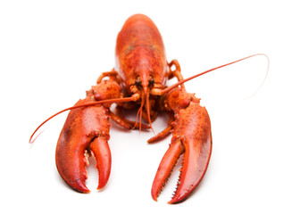 Boiled lobster on white background