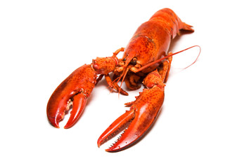 Boiled lobster on white background