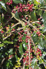 Ripe Coffee Bean Fruit