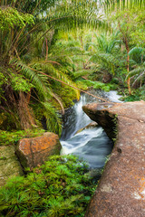 Obraz premium Small stream in jungle