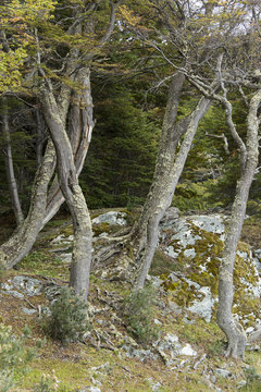 Hêtre de Magellan, Nothofagus betuloides,  Terre de Feu, Patagonie, Argentine