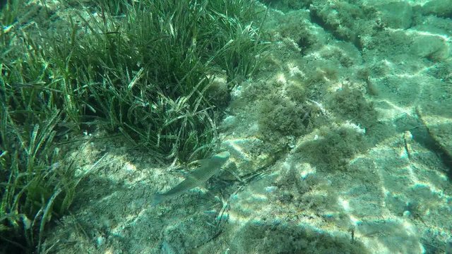 Sardegna snorking