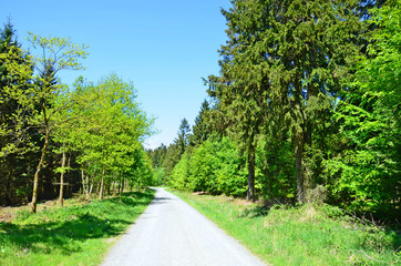 Waldweg im Deister, Niedersachsen