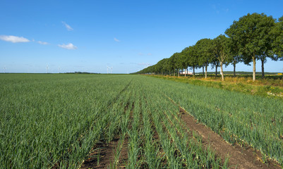 Fototapeta na wymiar Onions growing in a field in summer