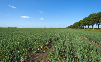 Onions growing in a field in summer