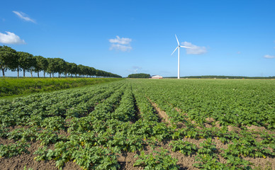 Potatoes growing in a field in summer