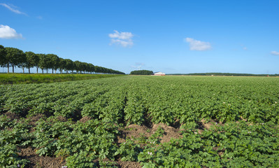 Fototapeta na wymiar Potatoes growing in a field in summer