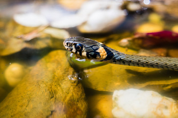 Wasserschlange schaut