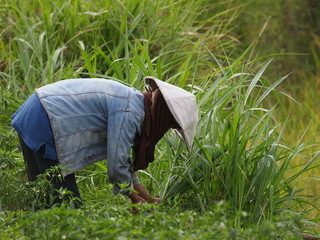 Field worker