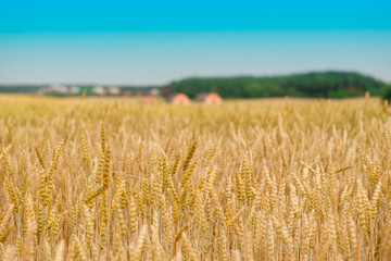 Golden Wheat Field. Wheat field ready for harvest. The focus in