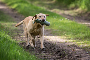 Labrador Retriever with a Training Dummy