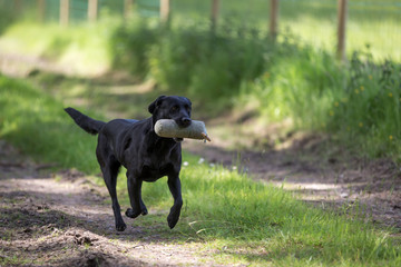 Labrador Retriever with a Training Dummy