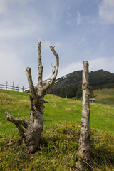Wild nature. Dead trees in the Carpathians mountains. Ukraine.