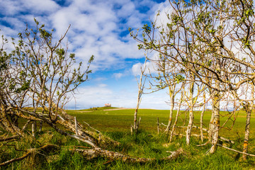Landwirtschaft in Island