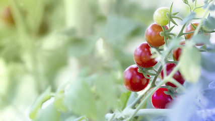 Obraz premium Little cherry tomatoes