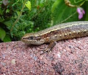 Sand Lizard taking a sun bath in the garden