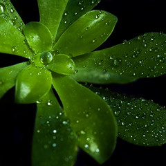 Macro gouttes d'eau sur plante