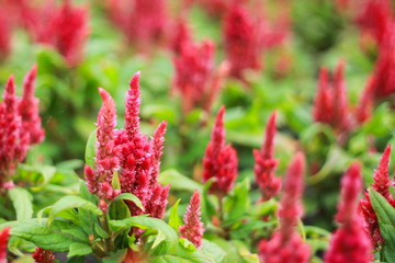 Red Celosia in the garden
