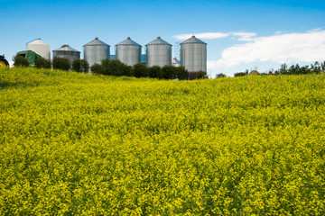 Farm's silos and canola field