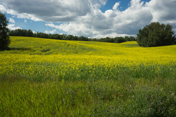 Field of blooming canola