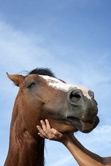 Close up of woman hands stroking a horse