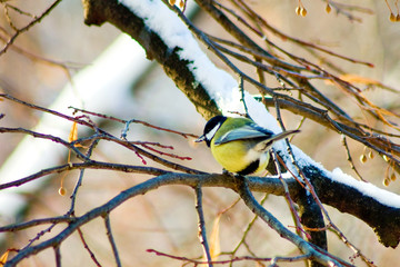 bird on a branch