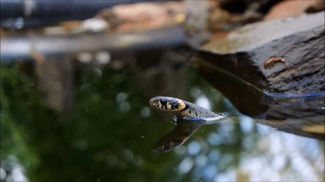 Wasserschlange im Garten