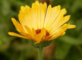 Ringelblume leuchtend gelb