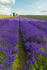 Naklejka na ściany i meble Lavender field in the summer