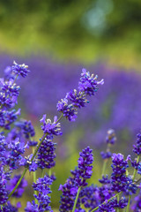 Obraz premium Lavender flowers - closeup with selective focus