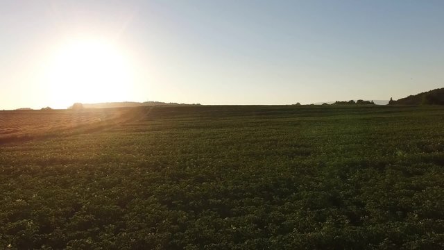 Aerial view of fields at sunset