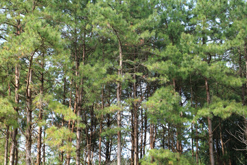 Forestry Plantations, Maehongson, North of Thailand