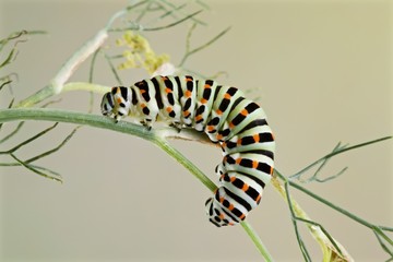 Bruco di farfalla macaone