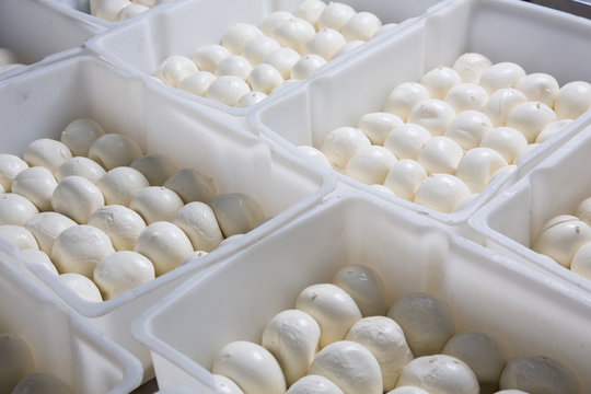 mozzarella cheese on a production