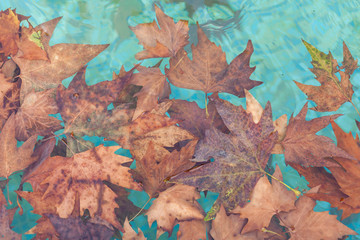 Dried autumn leaves on the water