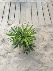 Palme auf dem Sandstrand